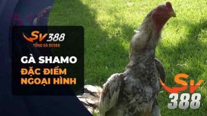 Đặc Điểm Gà Shamo SV388 Không Phải Sư Kê Nào Cũng Rành