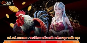 Đá gà Thomo