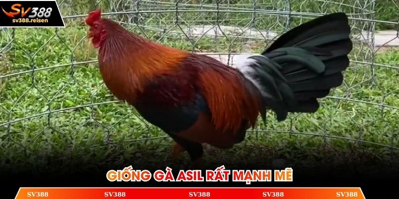 Asil được nuôi để phục vụ các cuộc chiến