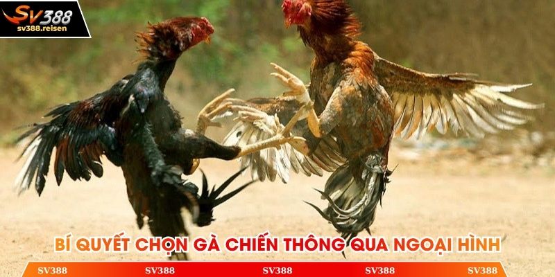 Bí quyết chọn gà chiến hoàn hảo thông qua ngoại hình