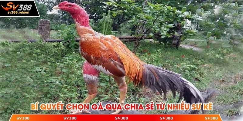 Bí quyết chọn gà qua chia sẻ từ nhiều sư kê