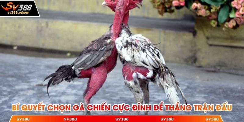 Bí quyết chọn gà chiến