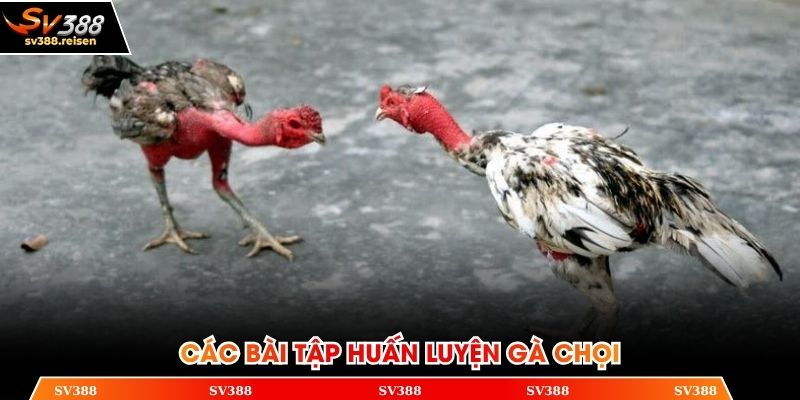 Kinh nghiệm chăn nuôi chiến kê cực chuẩn từ chuyên gia