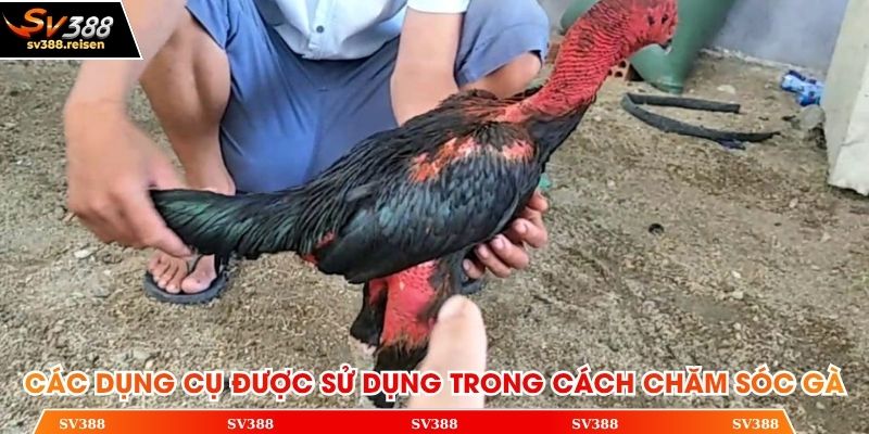 Các dụng cụ được sử dụng trong cách chăm sóc gà