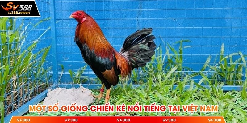 Một số giống chiến kê nổi tiếng tại Việt Nam