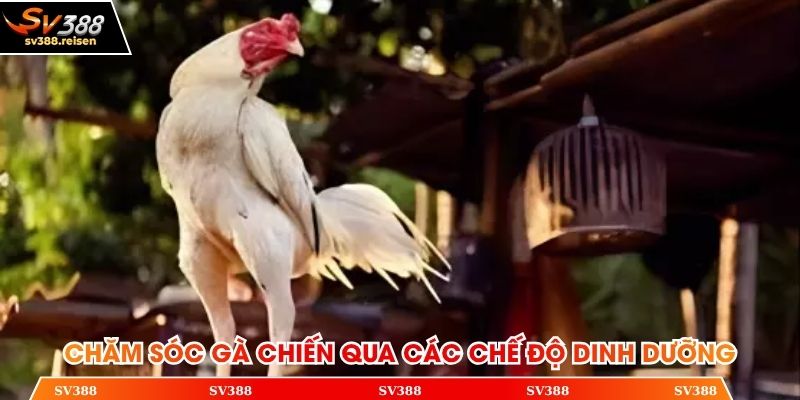 Chăm sóc gà chiến qua các chế độ dinh dưỡng