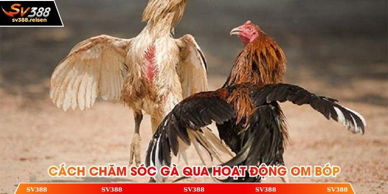 Cách chăm sóc gà qua hoạt động om bóp