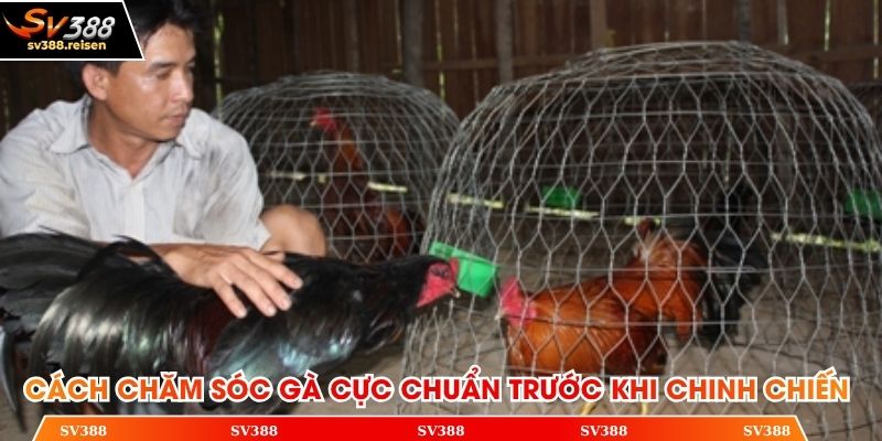 Cách chăm sóc gà