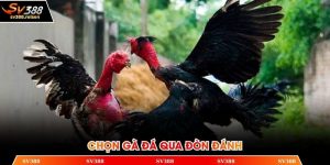 Cách chọn gà chiến