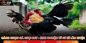 Cách chọn gà chọi