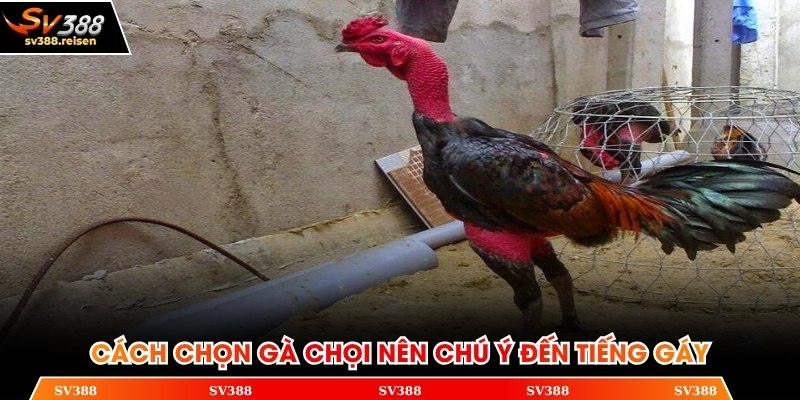 Cách chọn gà chọi nên chú ý đến tiếng gáy