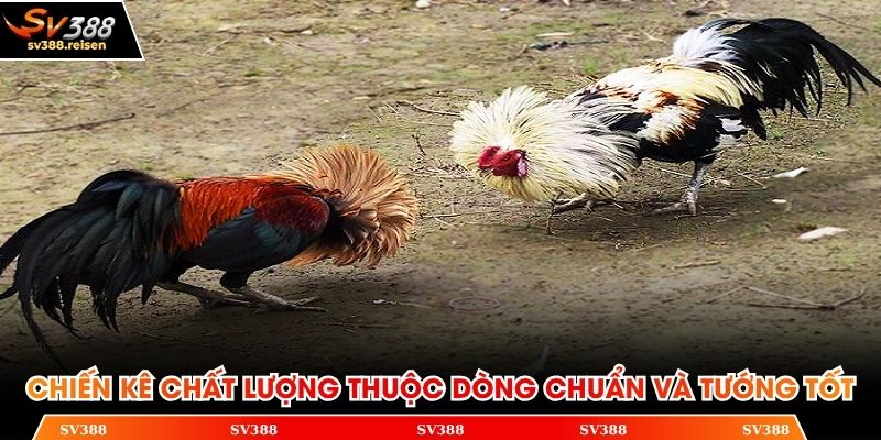 Chiến kê chất lượng thuộc dòng chuẩn và tướng tốt