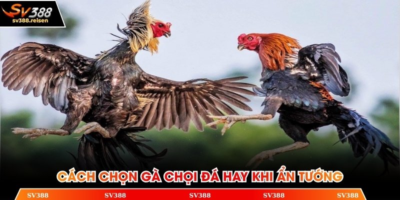 Cách chọn gà chọi đá hay khi ẩn tướng