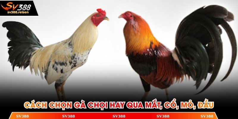 Cách chọn gà chọi hay qua mắt, cổ, mỏ, đầu