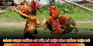 Cách chọn giống gà tốt