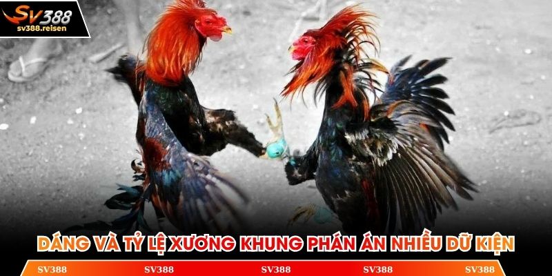Dáng và tỷ lệ xương khung phán án nhiều dữ kiện