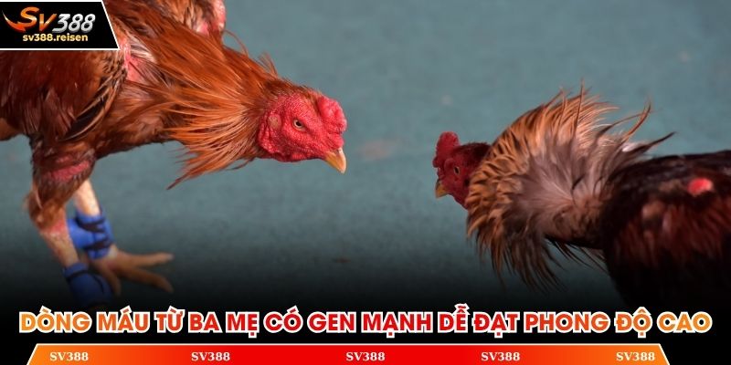 Dòng máu từ ba mẹ có gen mạnh dễ đạt phong độ cao