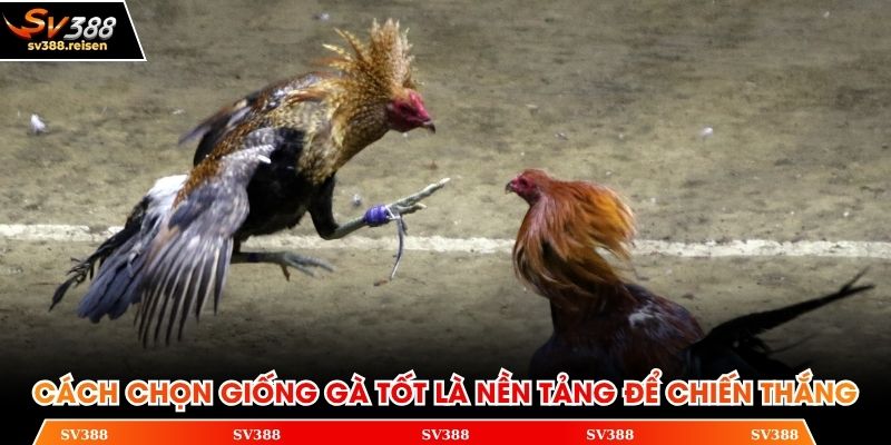 Cách chọn giống gà tốt là nền tảng để chiến thắng