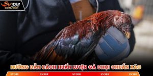 Cách huấn luyện gà