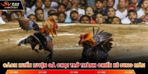 Cách huấn luyện gà chọi