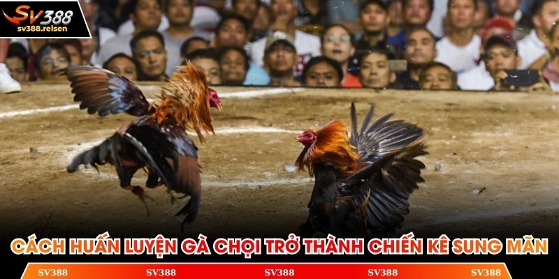 Cách huấn luyện gà chọi