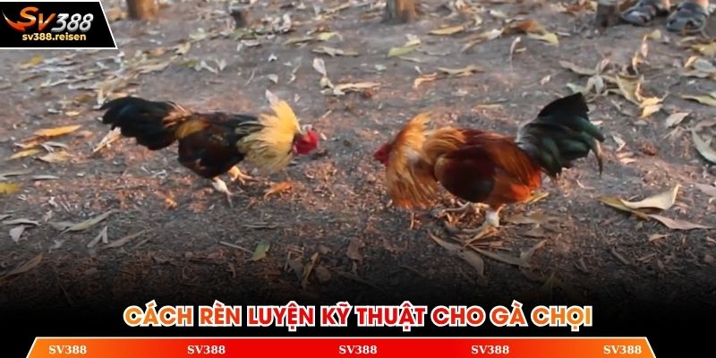 Cách huấn luyện gà chọi nâng cao chiến thuật thi đấu