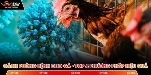 Cách phòng bệnh cho gà