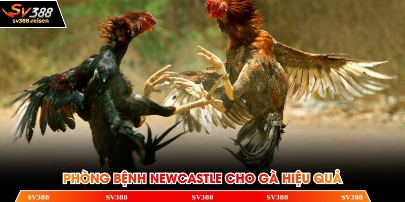 Phòng bệnh Newcastle cho gà hiệu quả