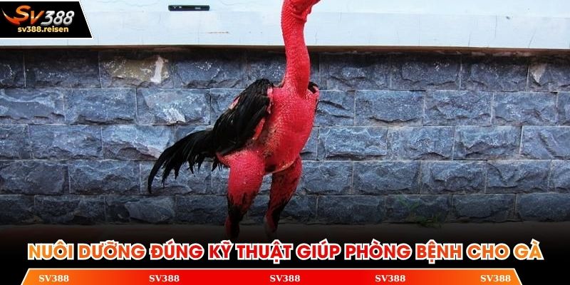 Nuôi dưỡng đúng kỹ thuật giúp phòng bệnh cho chiến kê
