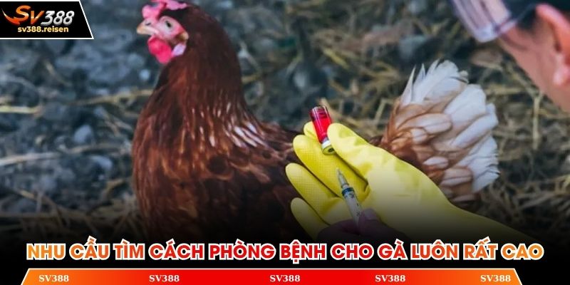 Nhu cầu tìm cách phòng bệnh cho gà luôn rất cao