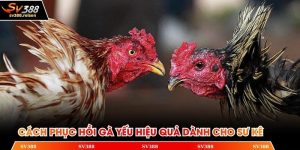 cách phục hồi gà yếu