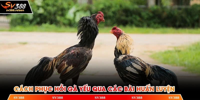 Cách phục hồi gà yếu thông qua các bài huấn luyện chuyên nghiệp