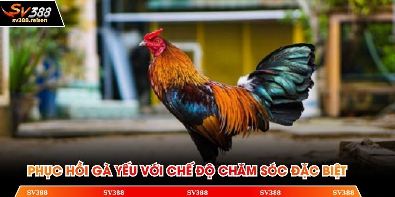 Hướng dẫn sư kê phục hồi gà yếu với chế độ chăm sóc đặc biệt