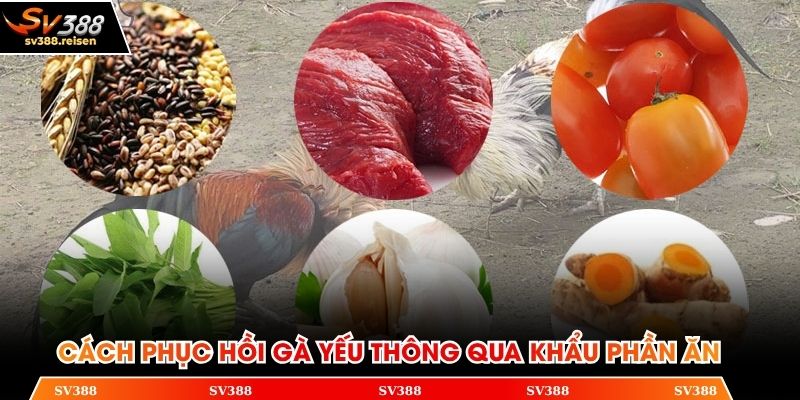 Hướng dẫn cách phục hồi gà yếu thông qua khẩu phần ăn