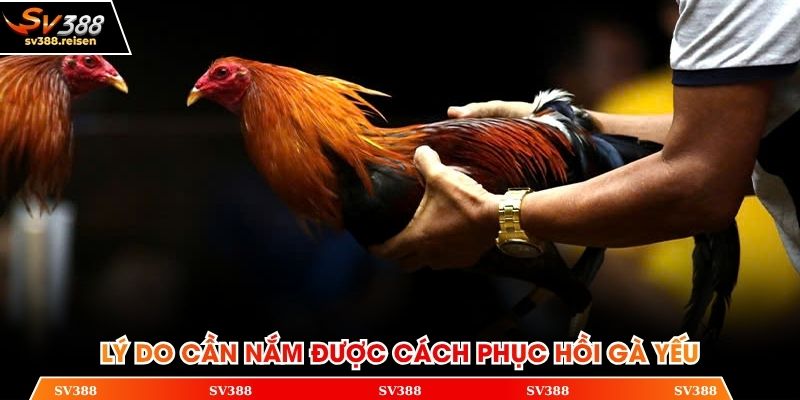 Những lý do cần nắm được cách phục hồi gà yếu sau khi chiến đấu