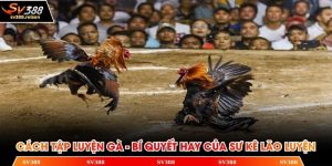 Cách tập luyện gà