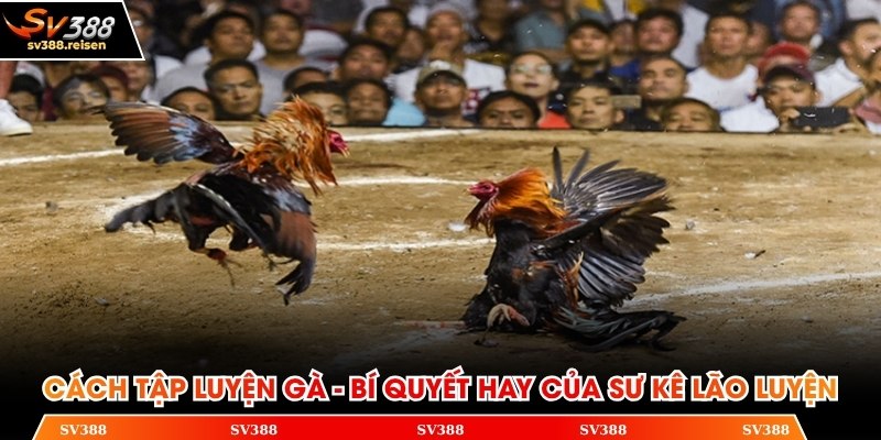 Cách tập luyện gà