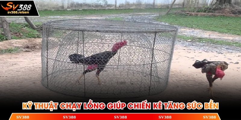Kỹ thuật chạy lồng giúp chiến kê tăng sức bền