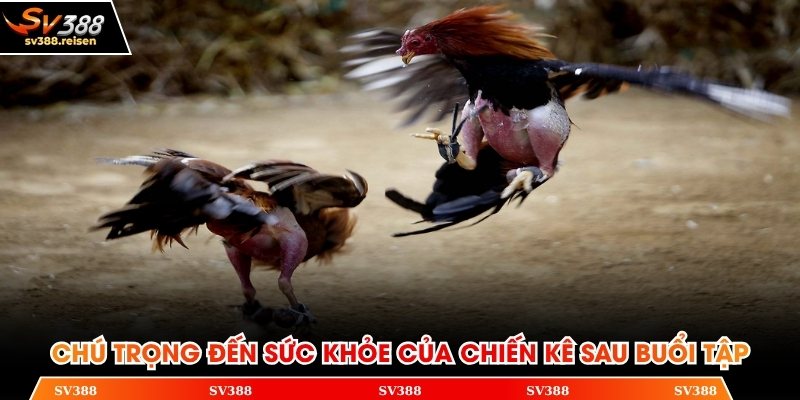 Chú trọng đến sức khỏe của chiến kê sau buổi tập