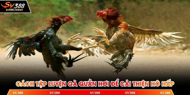 Cách tập luyện gà quần hơi để cải thiện hô hấp