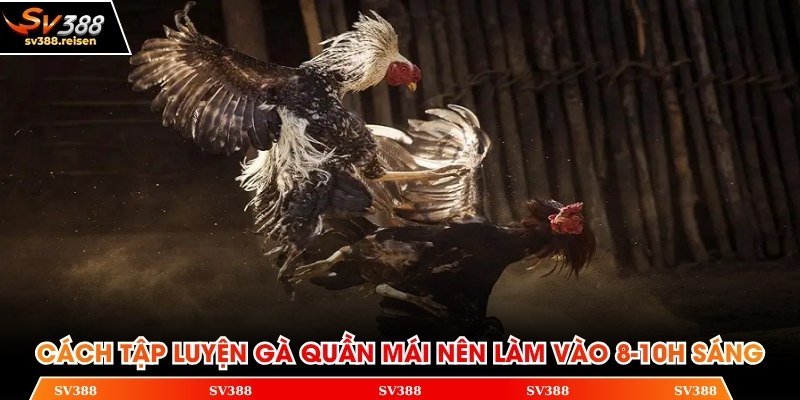 Cách tập luyện gà quần mái nên làm vào 8-10h sáng
