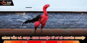 Cách vần gà chọi