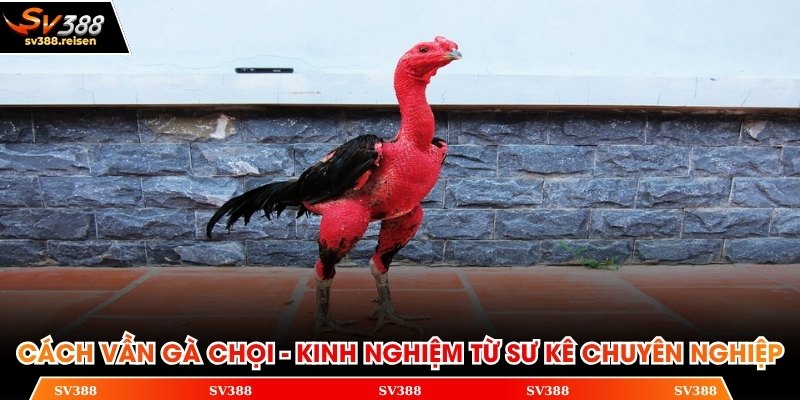 Cách vần gà chọi