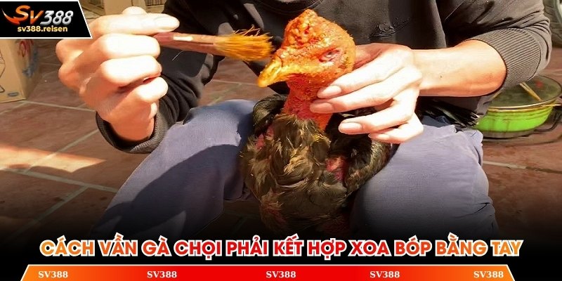 Cách vần gà chọi phải kết hợp xoa bóp bằng tay