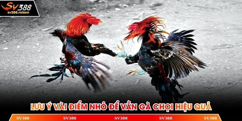 Lưu ý vài điểm nhỏ để vần gà chọi hiệu quả