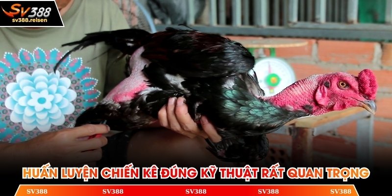 Huấn luyện chiến kê đúng kỹ thuật rất quan trọng