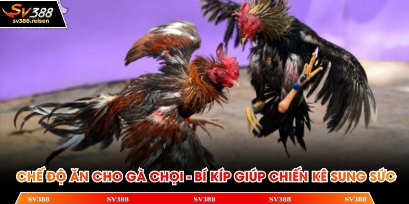 Chế độ ăn cho gà chọi