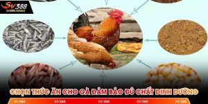 Chọn thức ăn cho gà