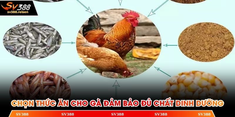 Chọn thức ăn cho gà
