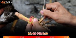 đá gà cựa dao